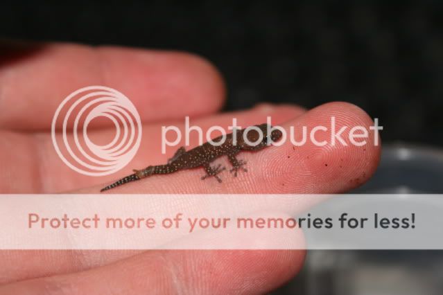 geckos003.jpg