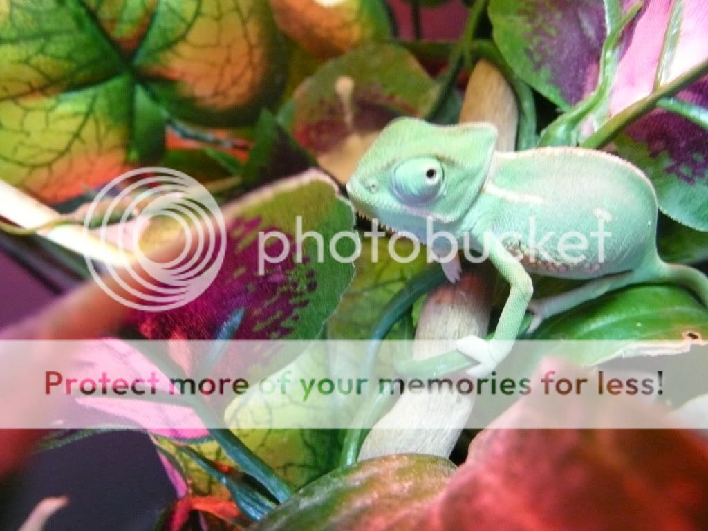Chameleons009.jpg