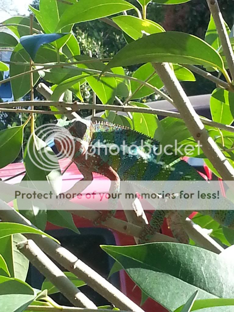 20130309_153131_zpsbc3faf3e.jpg