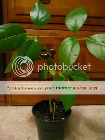 Plants001.jpg