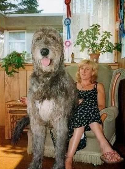 big-dogs04.jpg