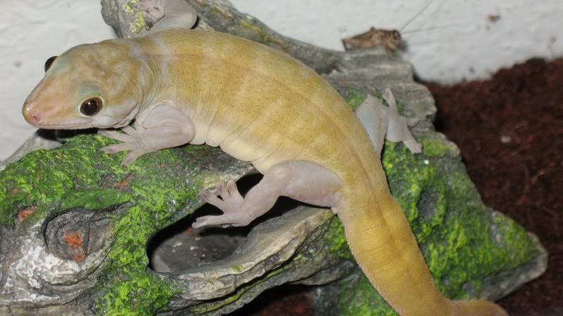 GoldenGecko059-1.jpg