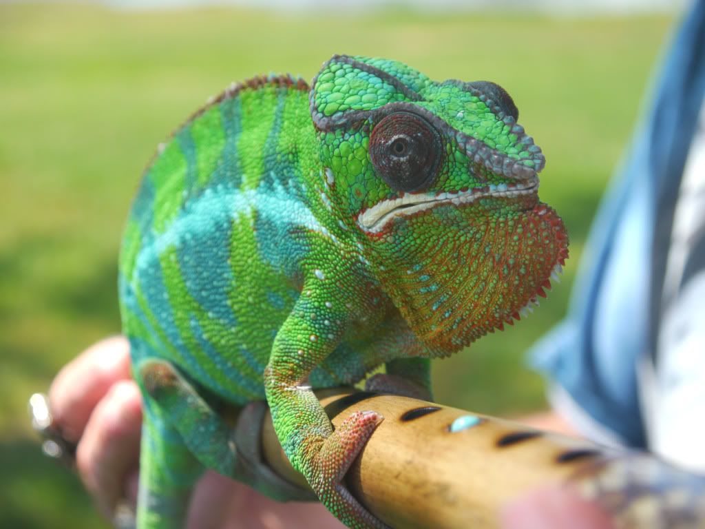 repticon2.jpg