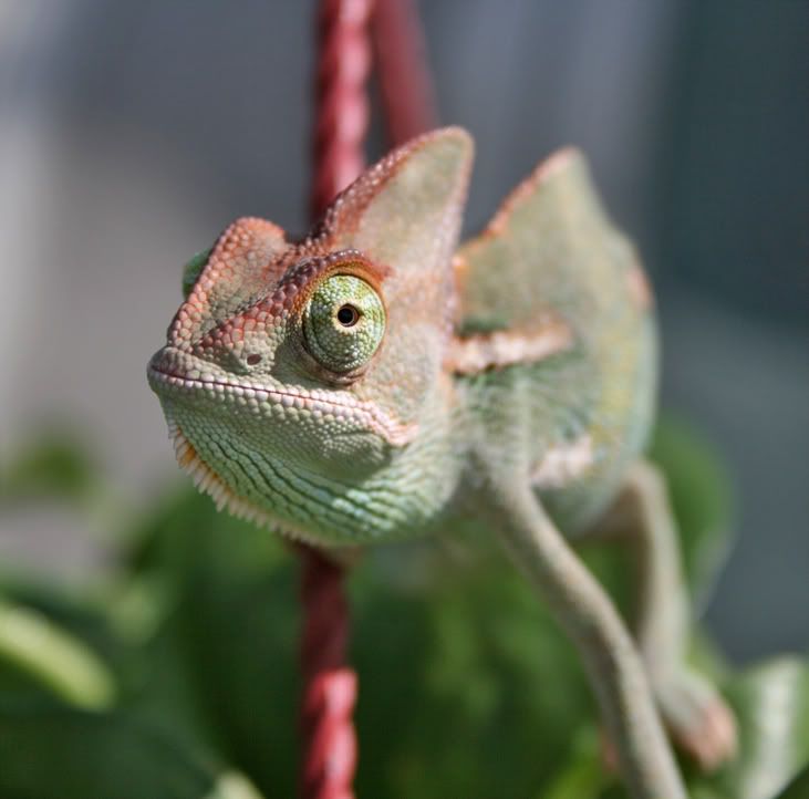 greenboy2.jpg