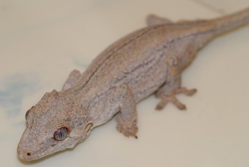 DSC07749.jpg