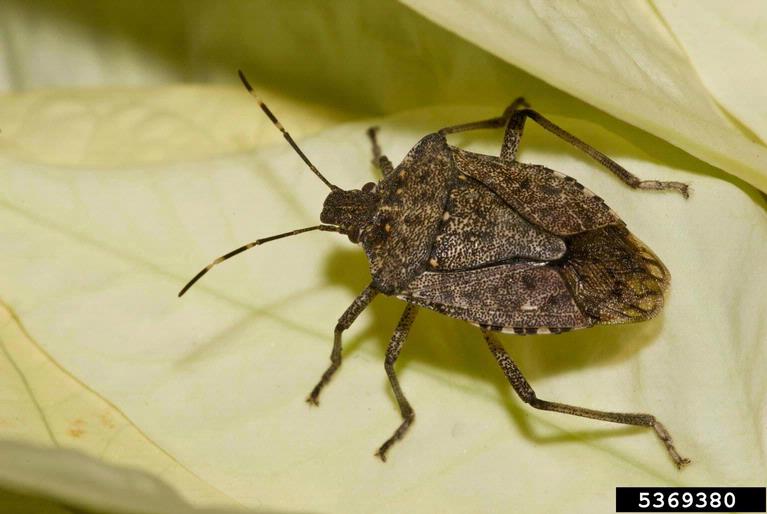 Halyomorpha_%20halys.jpg