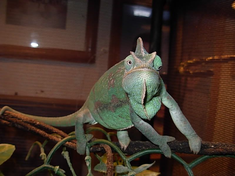 DSCN7526-1.jpg