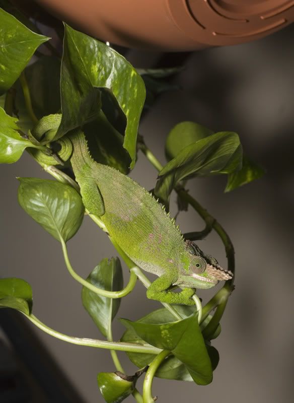 08162011_trogdor2.jpg