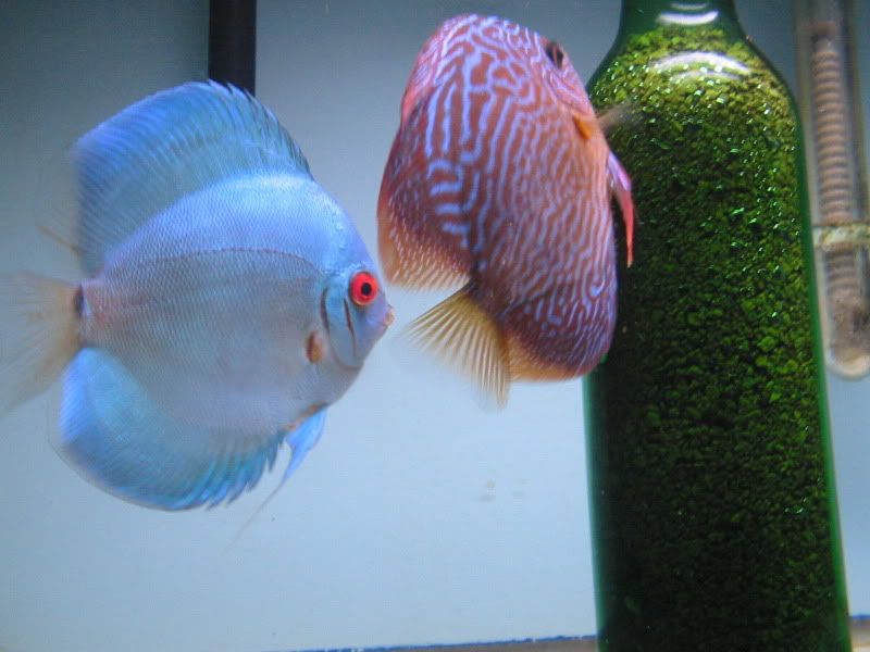 fish038.jpg