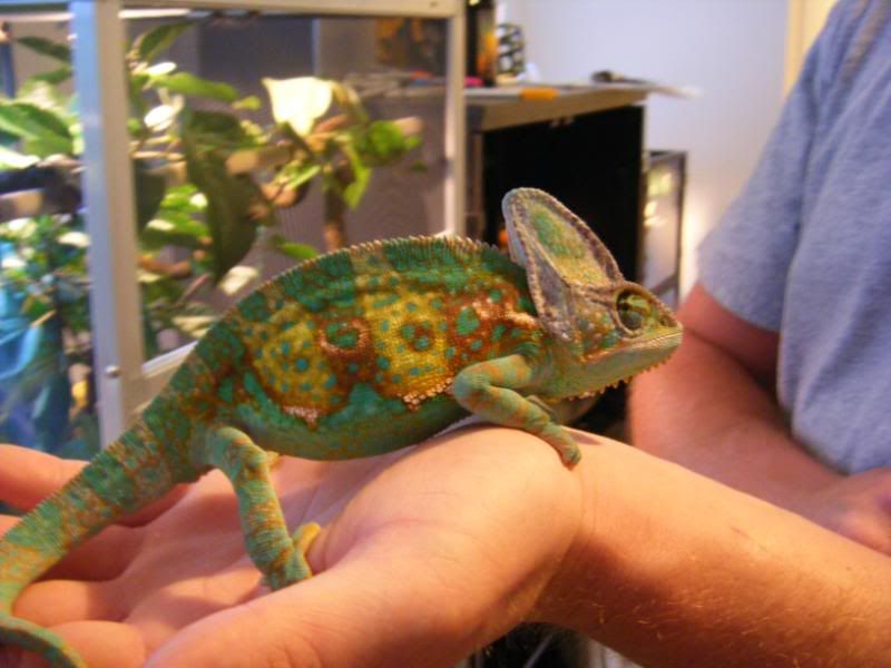 2008_0611chams0067.jpg