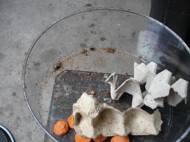 nestascontestpics022.jpg