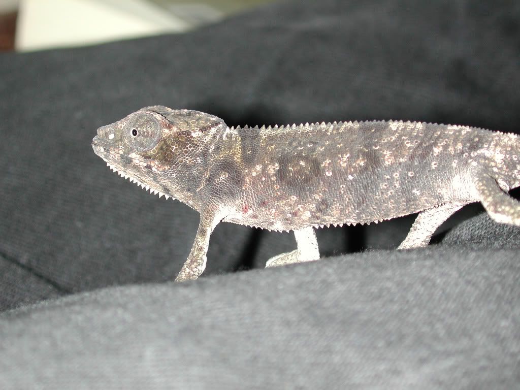 ThaxterOctober2005.jpg