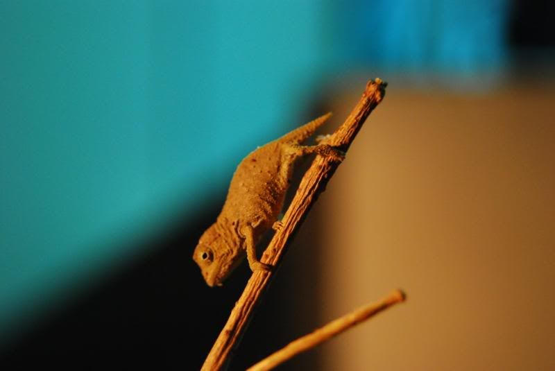DSC_0939.jpg