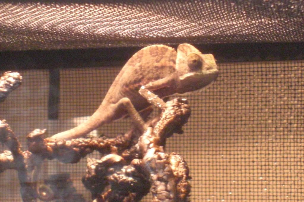 Chameleon016.jpg