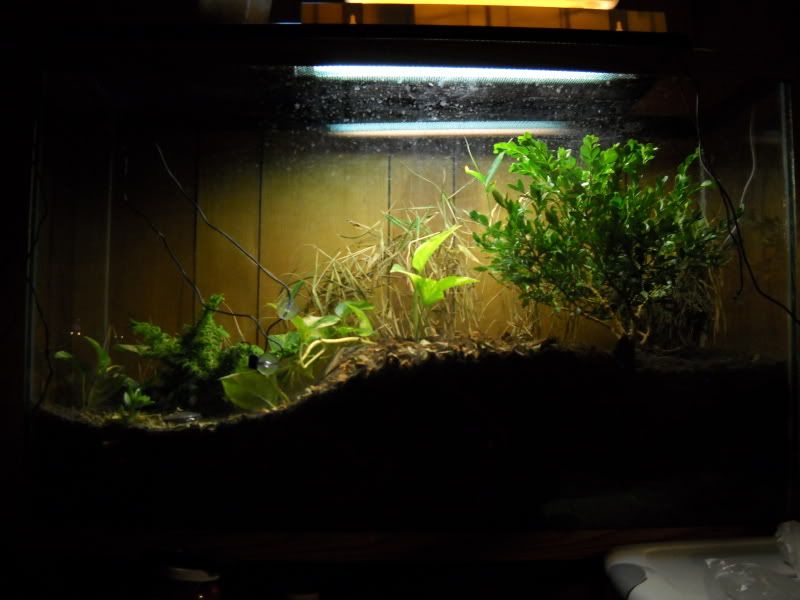 PygmyViv001.jpg