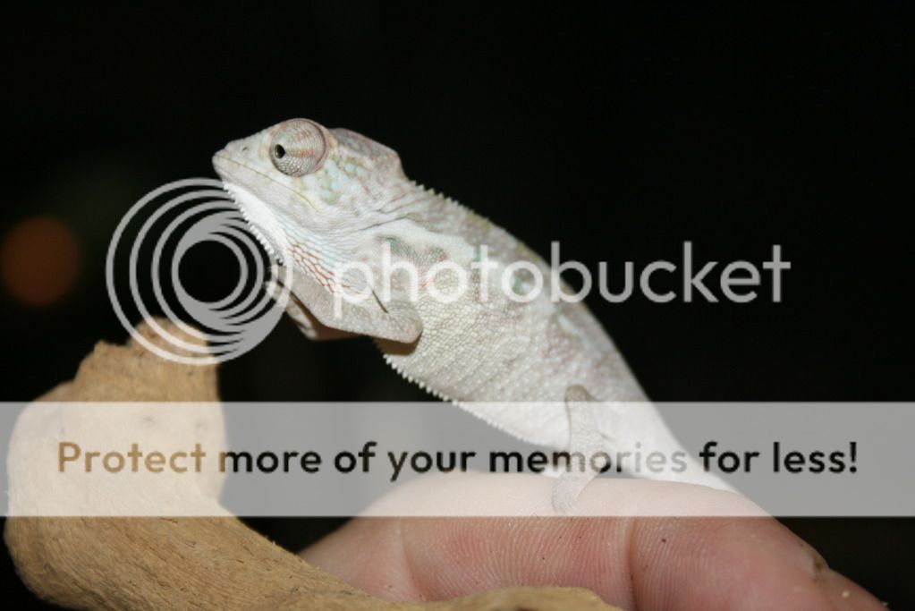 2ndclutch008.jpg