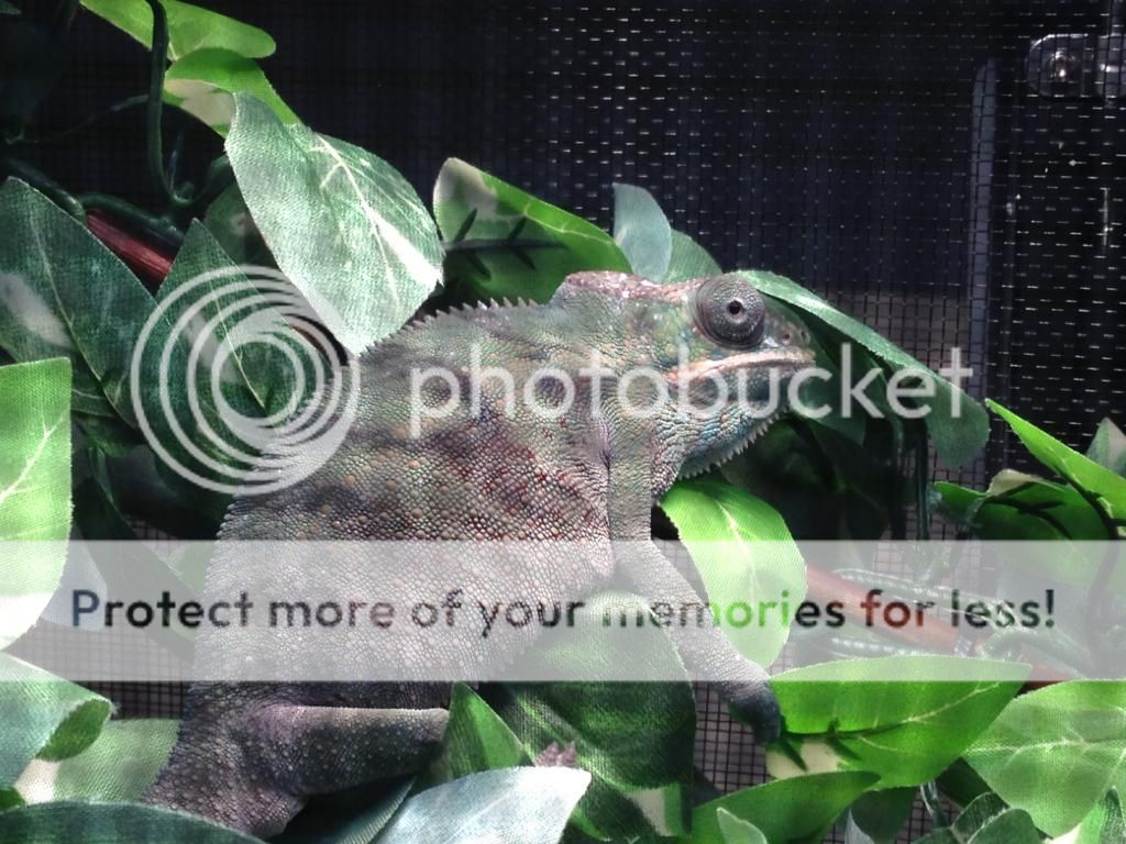 photo_zps80b71d15.jpg