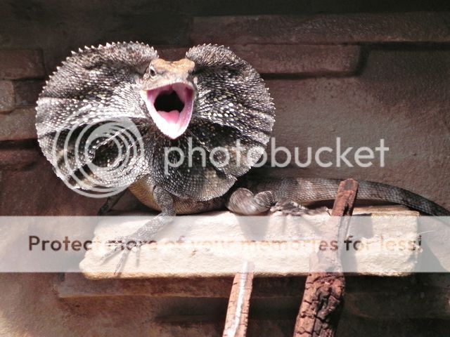 frankie_zps5d189542.jpg