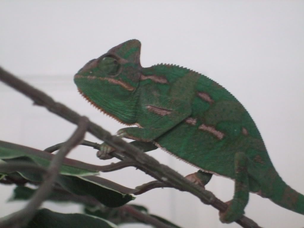 DexterandClea10-16-10007.jpg