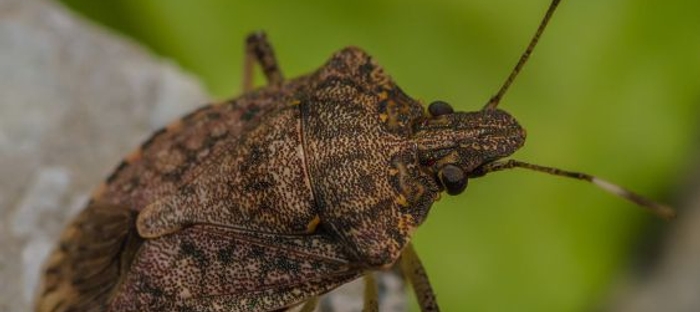 Squashbug-70157.jpg