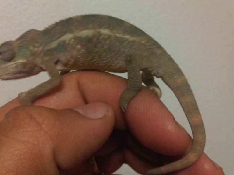 chameleon3026.jpg
