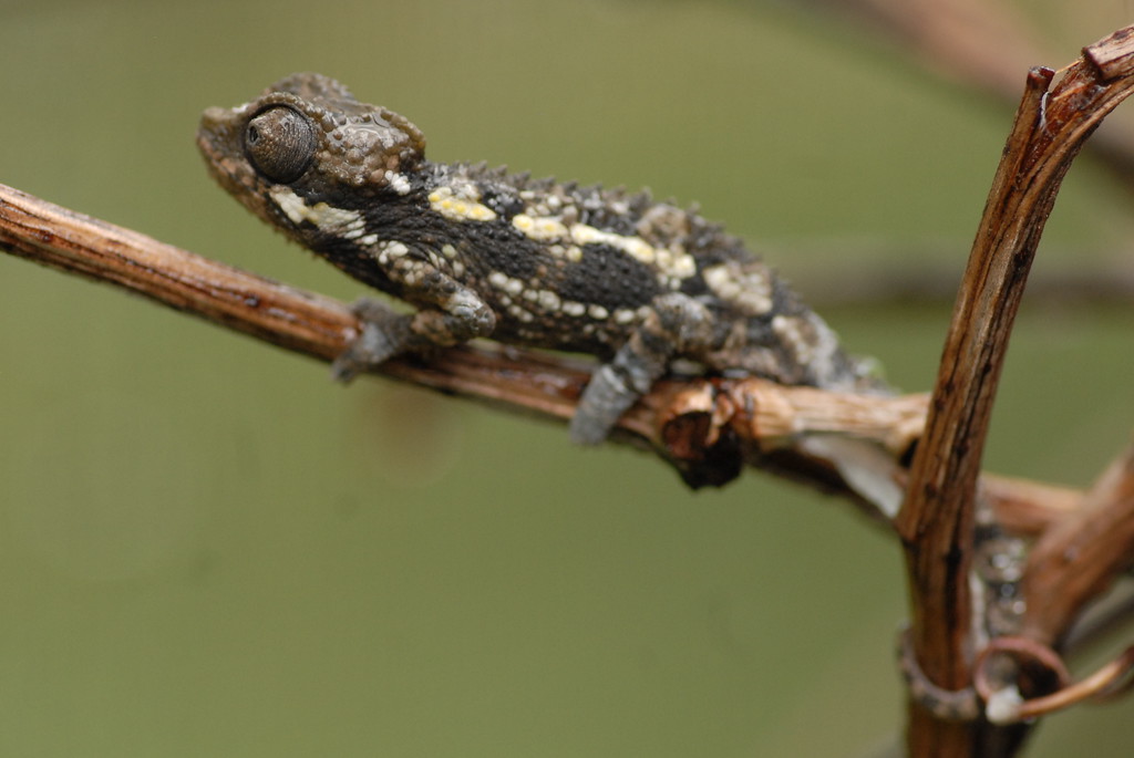 DSC0018-XL.jpg