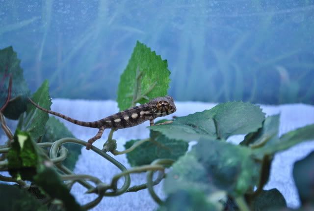 DSC_00309.jpg