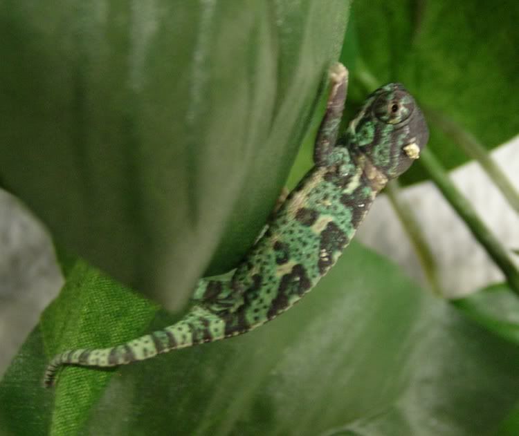 DSCN9209.jpg