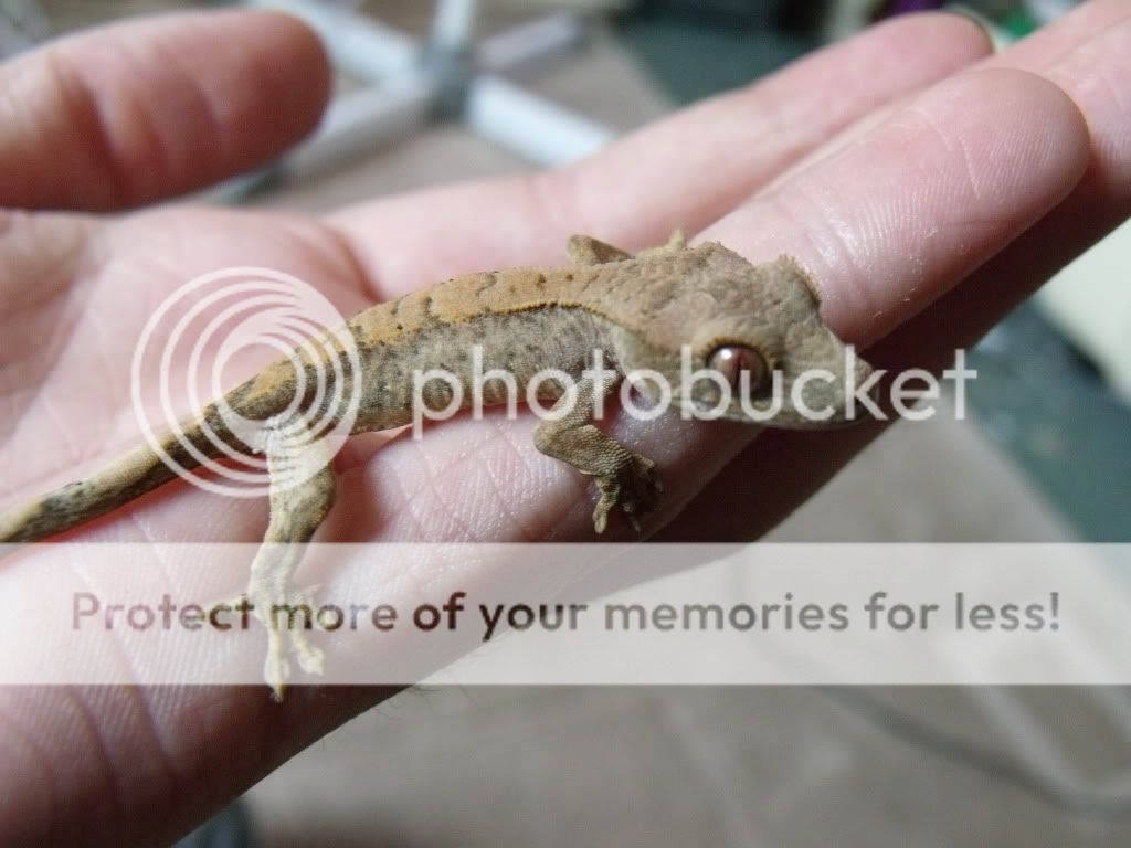 DSCF3647.jpg