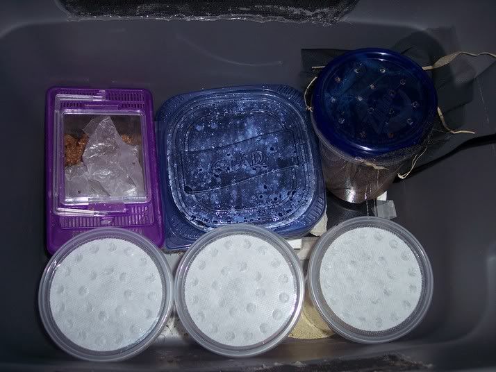 bugheatbox.jpg