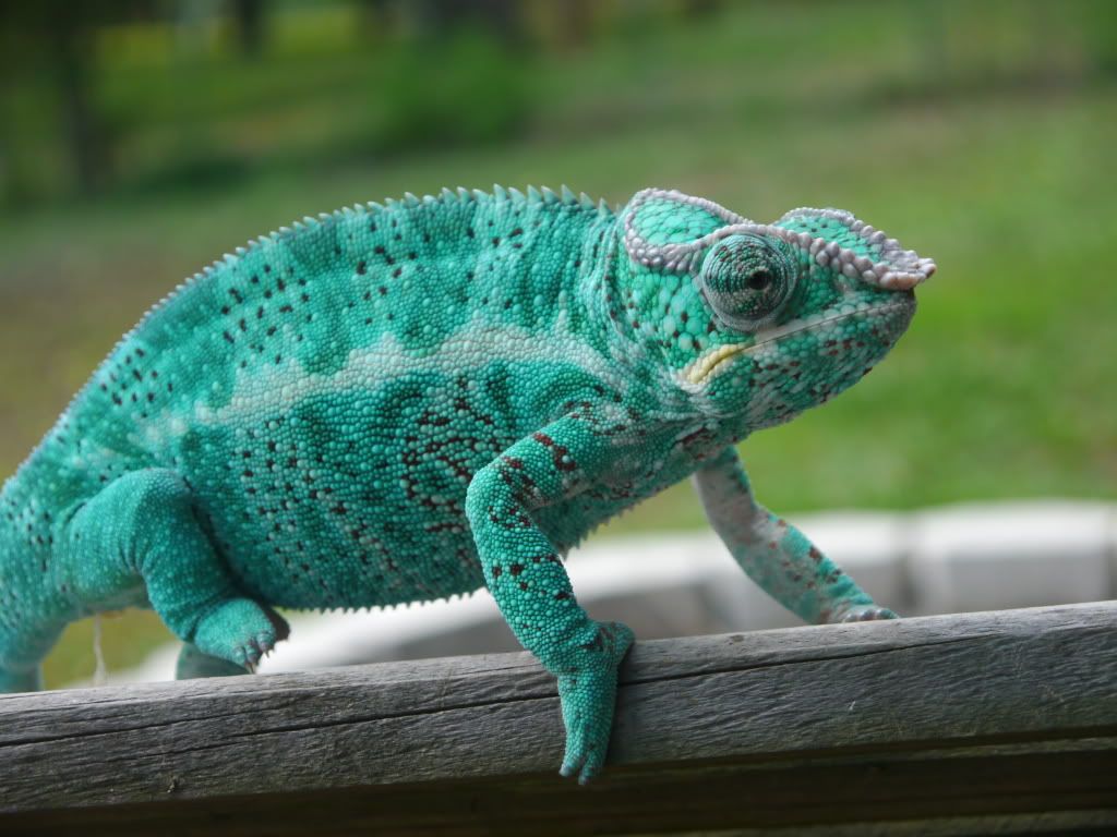 _1070098.jpg