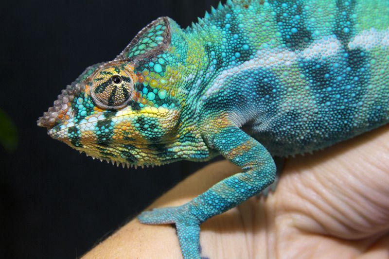 05072012_Elwood.jpg