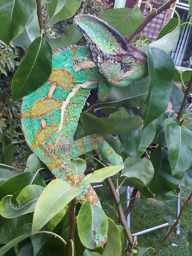IMG00929-20110802-1242.jpg