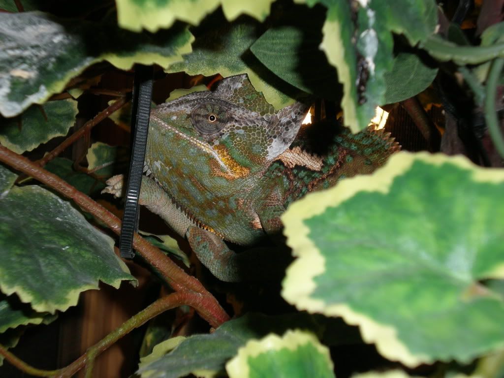 BabyChameleons13.jpg