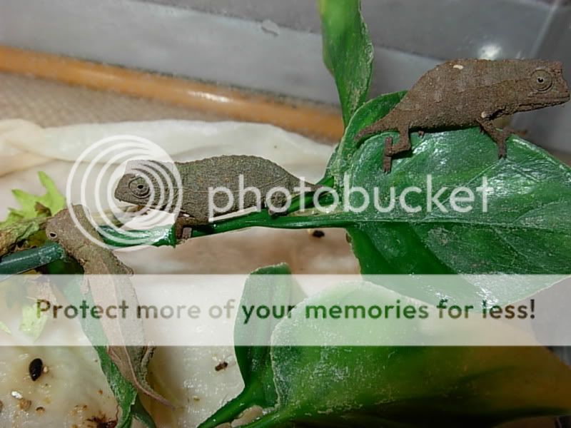 DSCN4511.jpg