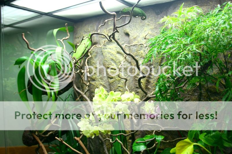 orchidsbromeleadspothosficus.jpg