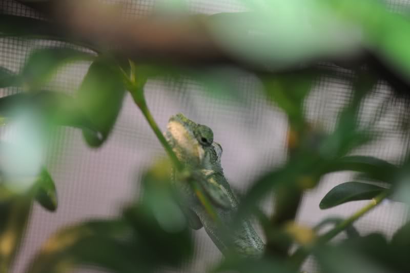 DSC_0243.jpg