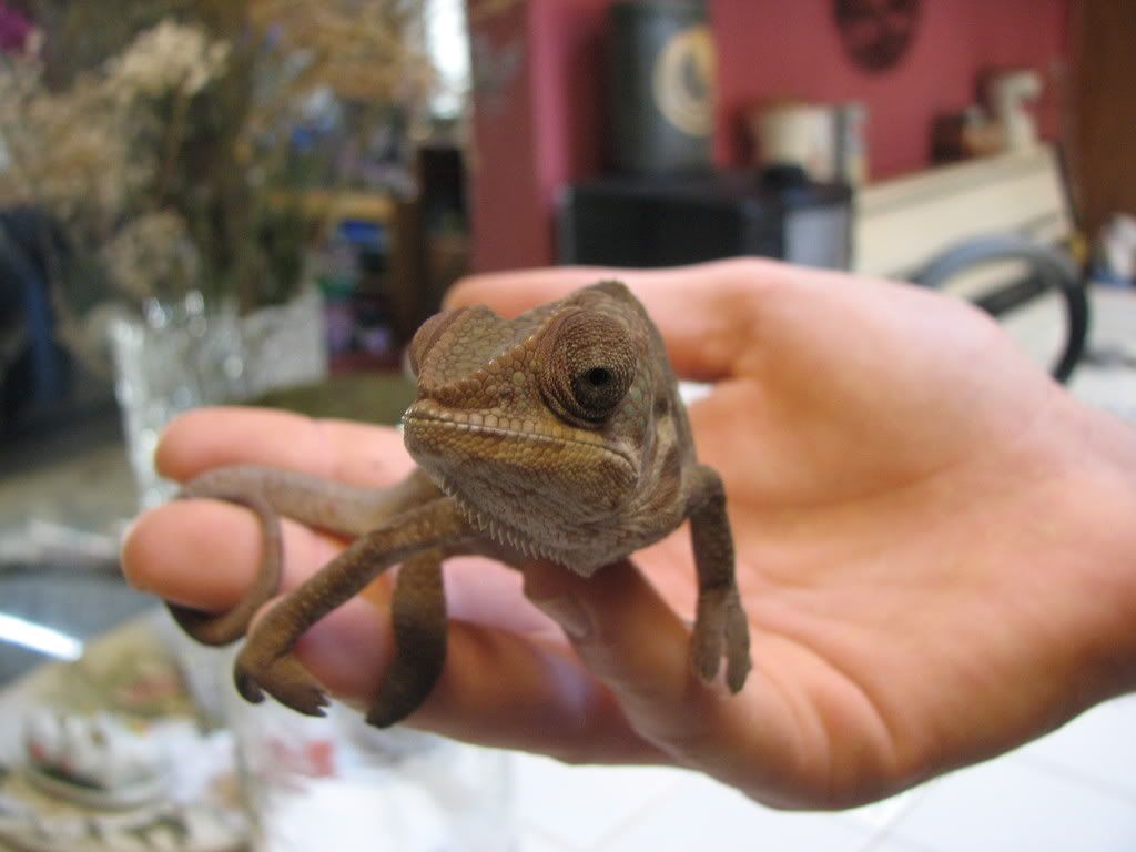 ambilobepantherchameleon01.jpg