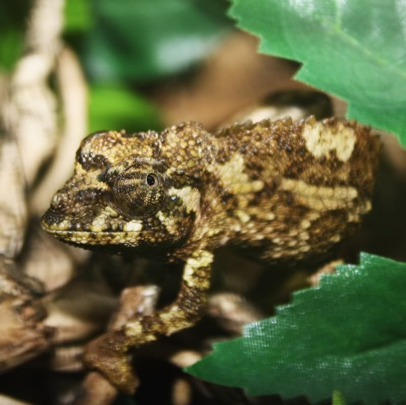 chameleon009.jpg