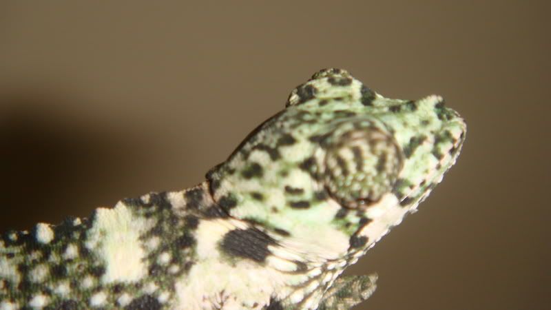 DSC05772.jpg