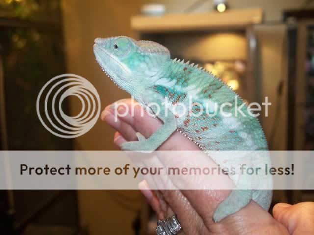KokakCamerapics2010090.jpg