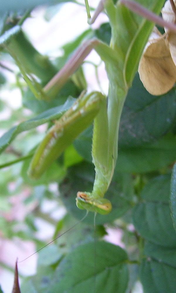 PrayingMantis.jpg