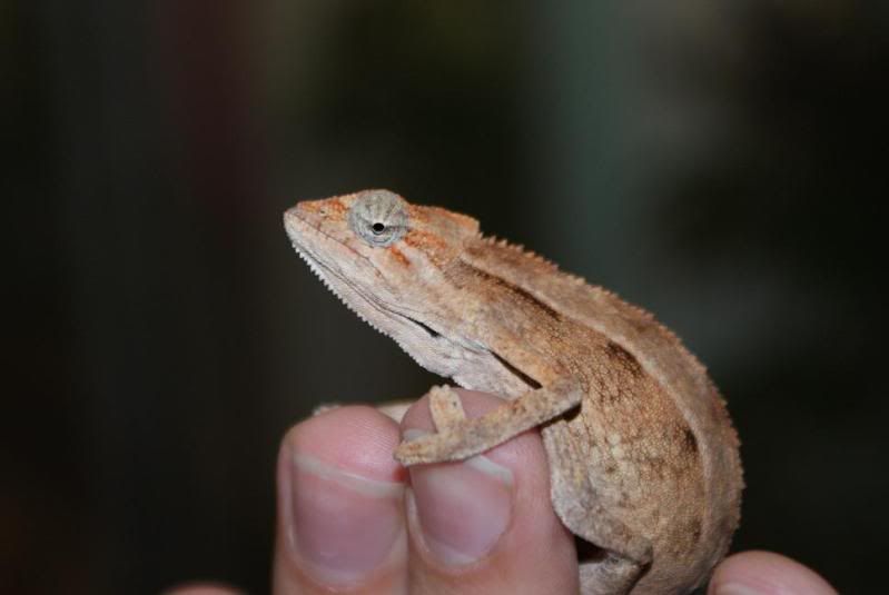 ellioti_female.jpg