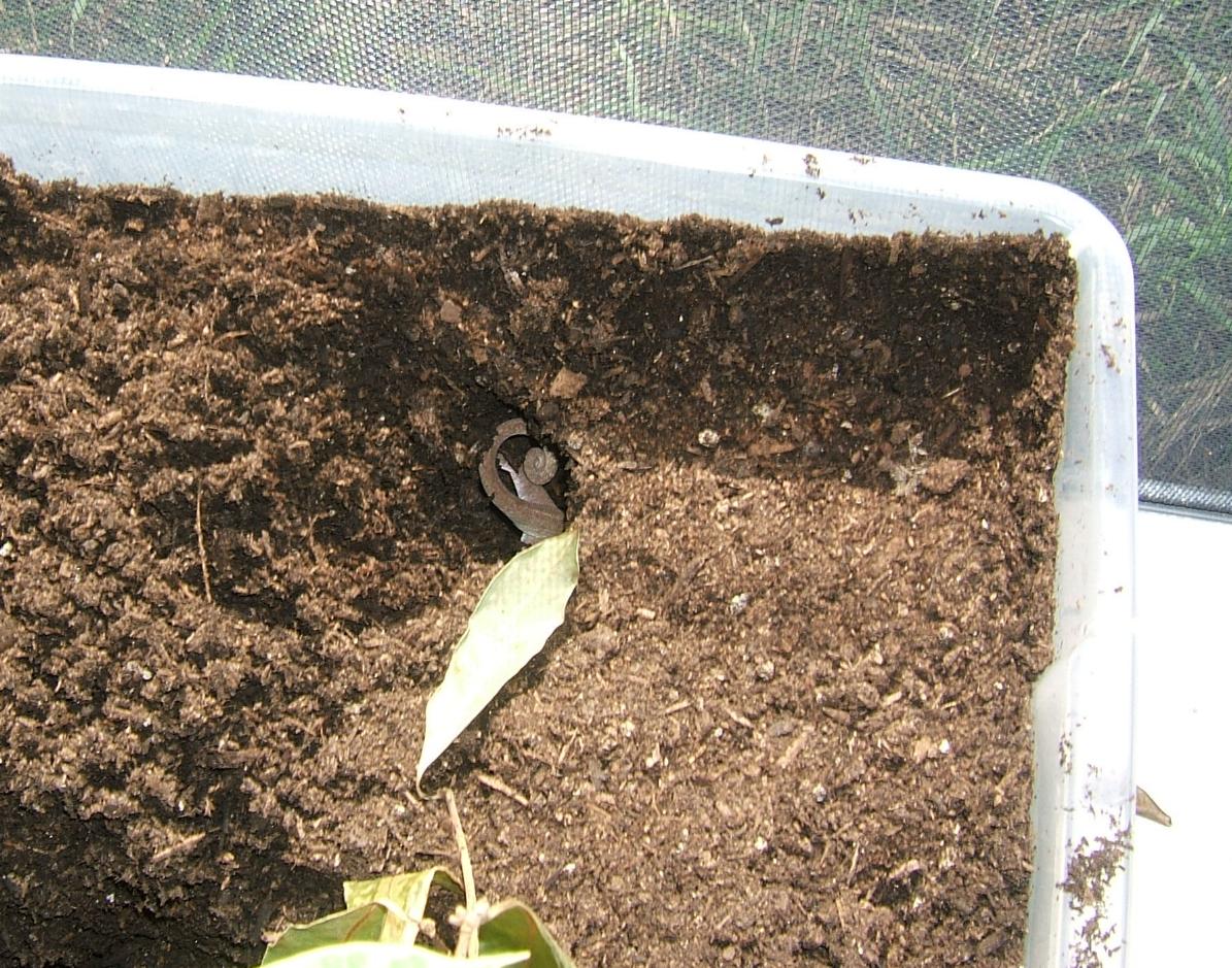 29007digging3.jpg