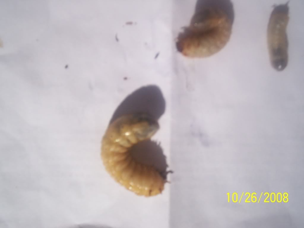 55C492CA.jpg