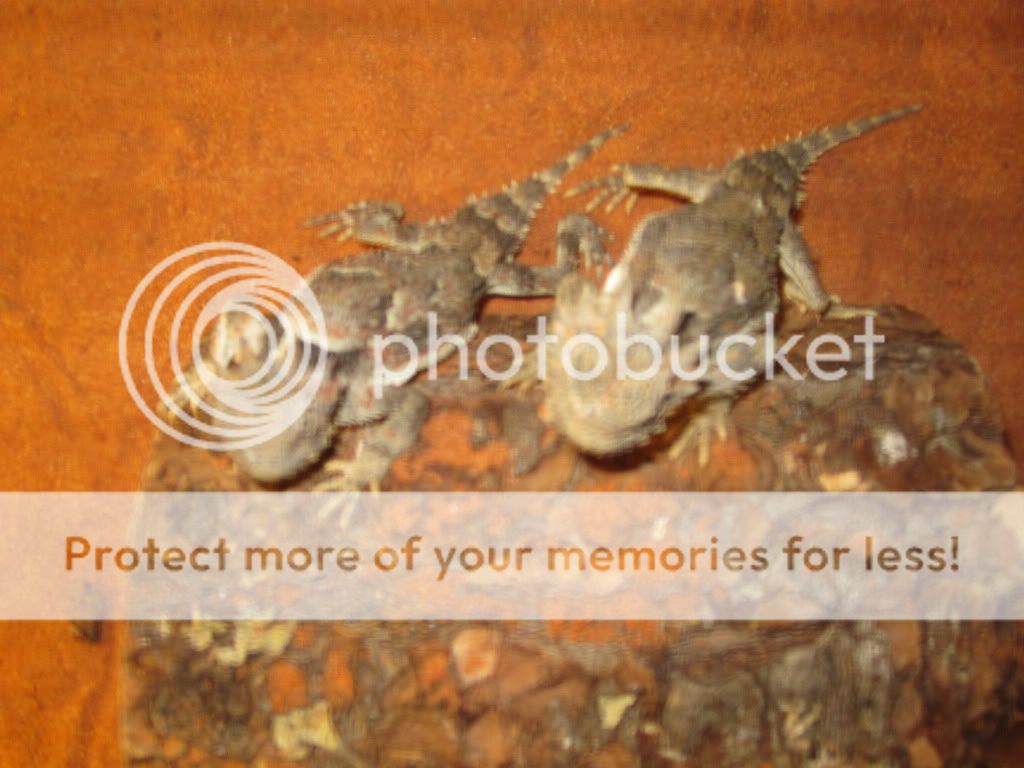 Reptiles029.jpg