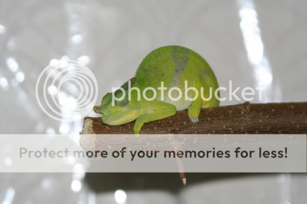 IMG_6209_zps5189f4fb.jpg