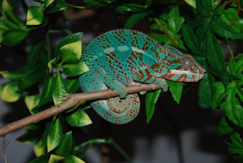 chameleons068.jpg