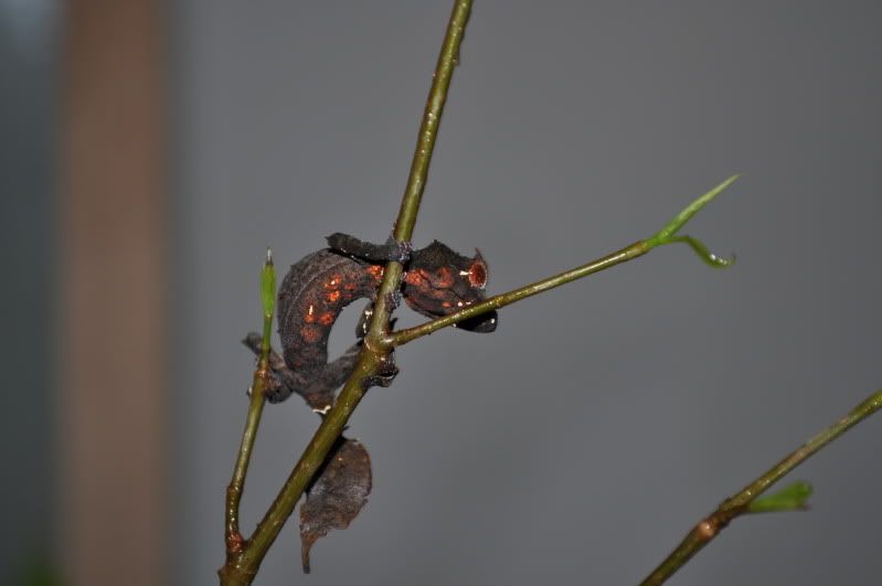 DSC_0134-2.jpg