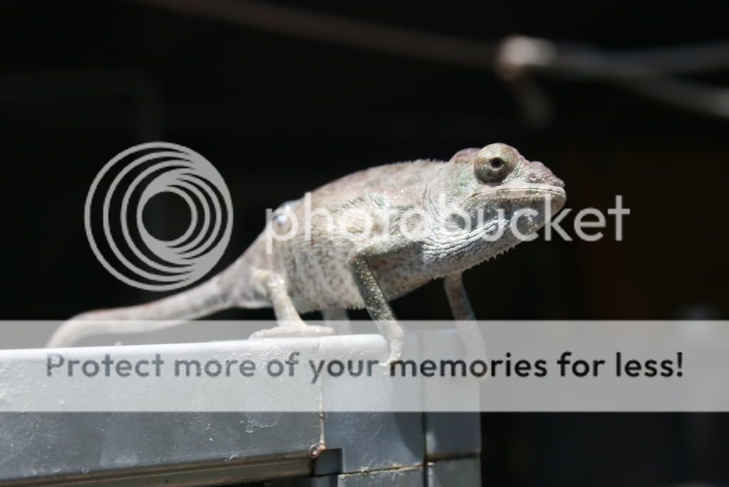 falybabies023.jpg